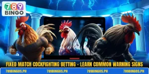 Fixed Match Cockfighting Betting – Learn Common Warning Signs