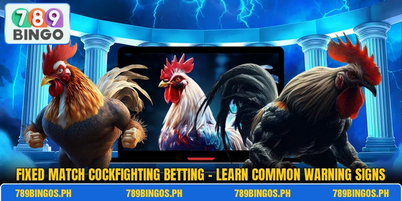 Fixed Match Cockfighting Betting – Learn Common Warning Signs