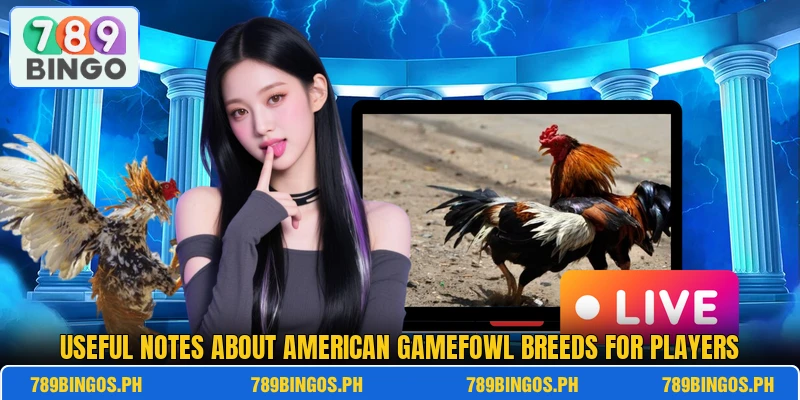 Useful notes about American gamefowl breeds for players Useful notes about American gamefowl breeds for players